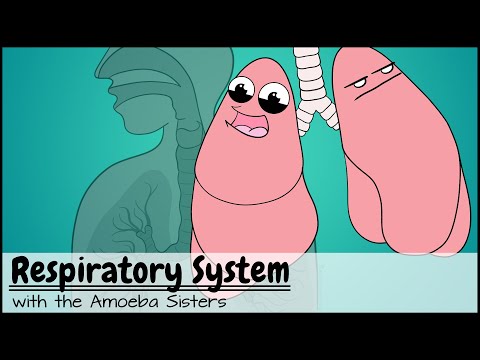 What are the two steps involved in respiration?