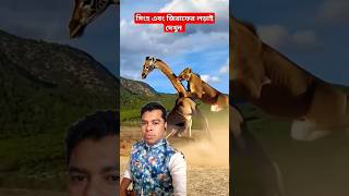 সিংহ এবং জিরাফের লড়াই দেখুন #animals #lion #wildlife #wildanimals #giraffe #shortvideo #funny