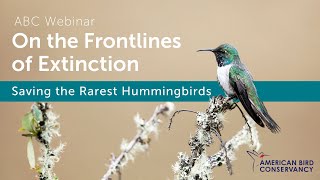 On the Frontlines of Extinction: Saving the Rarest Hummingbirds | ABC Webinar