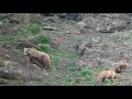 himalayan brown bears of pandras