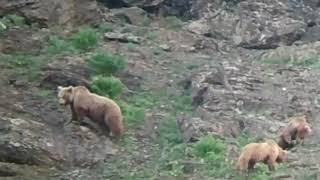 Himalayan Brown Bears of Pandras