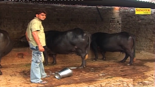दूध गिर गया | Uttar Kumar की नोक झोक हुई लड़की से | Uttar Kumar Haryanvi Comedy 2017