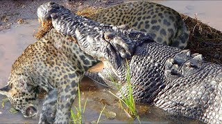 Amazing Crocodile Attacks Leopard To Death And Eat It