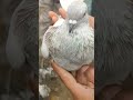 lal garra khatang kabutar lucknowkabutarmandi pigeon shortvideo high_flying_pigeon