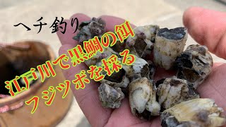 【アパッチ隊長】黒鯛餌『フジツボ』を採る