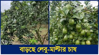 উন্নত জাতের অভাবে হলুদ চাষে আগ্রহ হারাচ্ছেন কৃষক | Turmeric Cultivation | Mymensingh