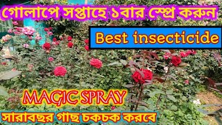 সপ্তাহে একবার স্প্রে করলে গোলাপ গাছ চকচক করবে সারা বছর||গাছ ফ্রেশ থাকবে ও প্রচুর ফুল হবে||