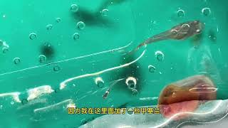 魚卵孵化成功！沒有火眼金睛絕對發現不了！ #魚苗 #養魚 #水族 #熱帶魚 #玻璃缸 #魚兒 #魚卵孵化