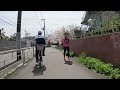 桜を見よう🌸大川 旧淀川 のお花見サイクリング2024【人間だらけ】cherry blossoms