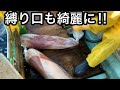 giant squid fishing journey and discovering the secret of processing fresh giant squid in japan