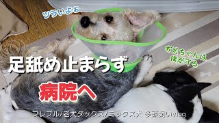 愛犬が家庭内の環境の変化で分離不安症を再発してしまいました【フレブル/老犬ダックス/ミックス犬 多頭飼いvlog 】