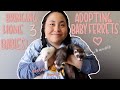 adopting three ferrets! welcome to the family! || introductions + cute moments so far!