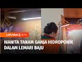 Wanita Tanam Ganja Hidroponik di dalam Lemari Pakaian, Sudah Sempat Panen Hasil | Liputan 6