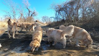 アイン村　2021.02.18　アサヒ、アウル、フーカとお散歩（ゴールデンレトリバー）