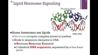 073-Lipid Hormone Receptor