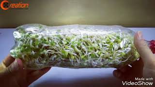 How to grow sprouts in plastic bottle.