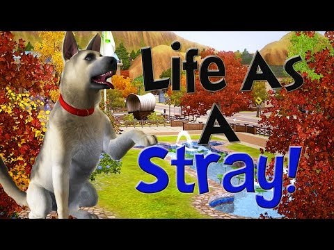 Let's Play The Sims 3 Life As A Stray! Part 1! (A Friend??) Let's Play The Sims 3 Life As A Stray! Part 1! (A Friend??)