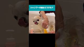 シャンプーの後はどうする？ #shorts #チワワ #犬 #シャンプー #チャレンジ #dog #chihuahua