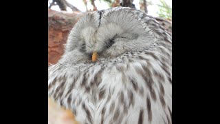 エゾフクロウが つがいに戻ってました💖 北海道厚真神社  2021-03-28