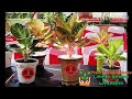 Aglonema berpenampilan prima & juara kontes | Winner & champions Aglaonema