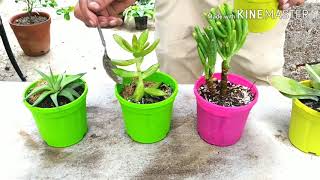 सुकुलेंट्स  की केयर कैसे करें ? Growing and caring Tips of Succulents.