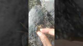 Mencari kepiting di sungai jepang #permainan #2022