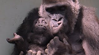 Baby Gorilla Kintaro is a mommy's treasure. She deals with fragile things [Kyoto City Zoo]