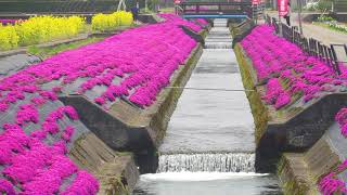 富山癒しの風景シリーズ【新屋敷の芝桜】（砺波市）