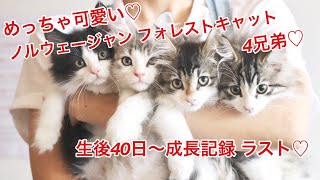 可愛い4兄弟の成長記録 ラスト♡ノルウェージャンフォレストキャット