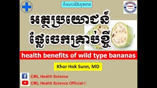 អត្ថប្រយោជន៍ផ្លែចេកគ្រាប់ខ្ចី l health benefits of wild type bananas l CML Health Science Official