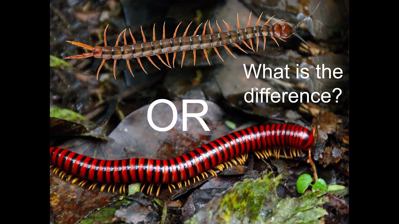 Centipede Vs Millipede