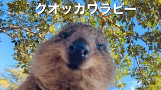 【クオッカワラビー】オーストラリアにいる世界一幸せな動物