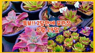 8월29일모란장개장 꽃안에행복 가성비짱 👍천원에행복 묵어서 예쁜아이들 많이 나왔어요~~