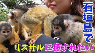 【石垣島】リスザルがいるやいま村の紹介です。天気が悪い日等にお勧めです。 Squirrel monkey