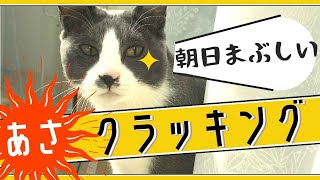 【猫の鳴き声】朝ニャルソックでクラッキングする猫がコチラです