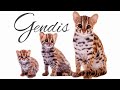 Merawat kucing hutan dari kecil sampai besar | Blacan/Macan akar/Macan rembah/Asian leopard cat