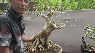 OBRAL BAHAN BONSAI 200 K DAPAT 4 DI BANG JONET. 0 812-5248-0381