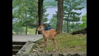 奈良・大和路・夏