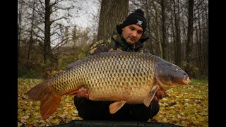 Rekordní kapr z Pálavy - 31,55 kg