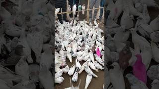 Shazad Bhai Loni pets market #shorts #pigeon #kabutar #pigeons #kabootar