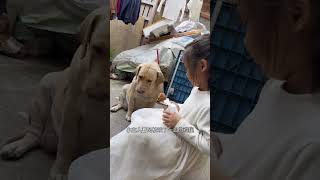 狗狗趁小主人不注意，偷袭鸡腿成功 #cutest dog 🥰#dog china funny 😅#playful dog 😂