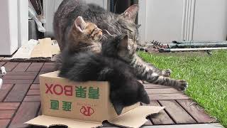 子猫3兄弟、母猫に起こしてもらう kitten and mother