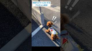 いつもの散歩道なのに何度もビクッとする臆病アルちゃん　#トイプードル