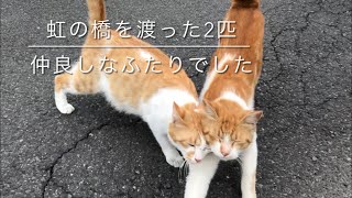 虹の橋を渡ったふたりの記録(やんちゃママと0号の思い出)