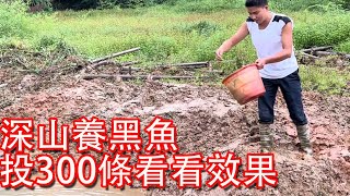 Xiao Deng used the reservoir to breed black fish,caught 300 fish and put them down to see the effect