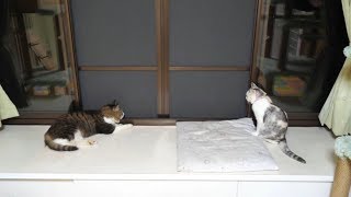 2匹の猫と2匹のカナブン