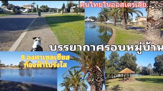 พาหมามาเดินรอบหมู่บ้านออกกำลังกาย ชมบรรยากาศ มีแดดออกท้องฟ้าโปร่งใส |คนไทยในออสเตรเลีย🇦🇺