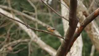 野鳥モズ飛ぶ20150204代々木公園 4k切り出し