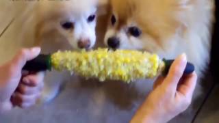 Try Not To Laugh At This Funny Dog Video Compilation | Funny Pet Videos