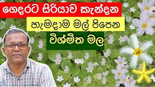 ගෙදරට සිරියාව කැන්දන මල් වවන්න ආස අයට  | Kumudu Mal | Ceylon Agri | Episode 212